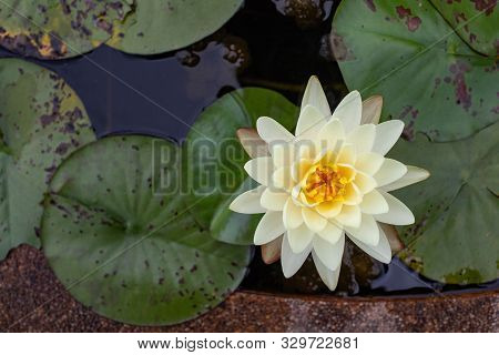 White Blooming Tidatan Lotus In The Pond