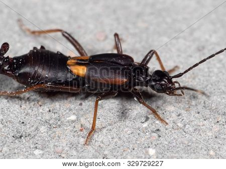 Macro Photography Of Earwig On The Floor