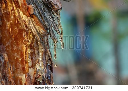 Pine Resin Amber Color Flows Down The Bark Of The Tree. Damaged Pine Bark Dripping Sticky Resin