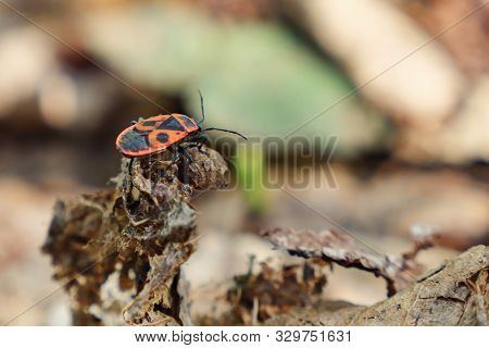 Red Bug Soldier Pyrrhocoris Apterus With Black Wings Sitting On A Tree Branch In Autumn In The Footh