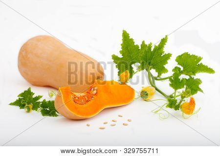Fresh, Ripe Butternut Pumpkin Isolated On White Background. Butternut Squash With Plant Leaves And F