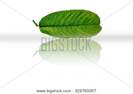 Single Leaf Of Guava Fruit Plant Also Known As Amrut, Amrod, Jamrukh, Naaka, Etc Isolated With A Ref