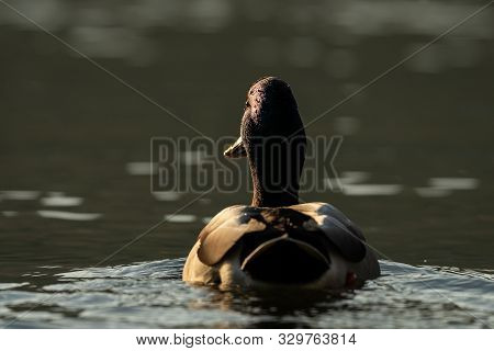 Closeup Of A Male Mallard Swimming On A River, Sunset In Autumn