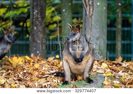 Swamp Wallaby, Wallabia Bicolor, Is One Of The Smaller Kangaroos. This Wallaby Is Also Commonly Know