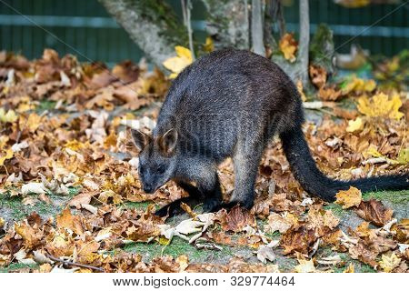 Swamp Wallaby, Wallabia Bicolor, Is One Of The Smaller Kangaroos. This Wallaby Is Also Commonly Know
