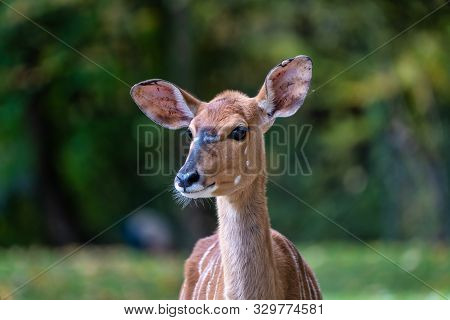 The Nyala, Tragelaphus Angasii Is A Spiral-horned Antelope Native To Southern Africa. It Is A Specie
