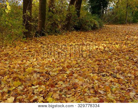 Buntes Herbstlaub Auf Waldweg Im Goldenen Oktober