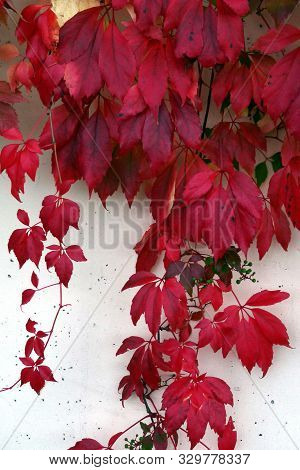 Rotes Herbstlaub Wächst An Einer Wand Herunter