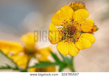 Marsh Marigold (caltha Palustris L.) In Front Of A Very Beautiful Blurred Background.