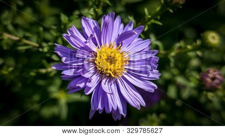 Aster Dumosus, Violet Cushion-aster, Autumnaster Illuminated By The Sun.