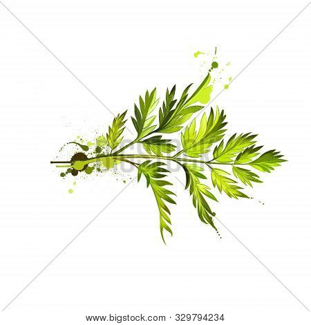 Chervil Or French Parsley Herb Graphic Illustration. Delicate Annual Herb Related To Parsley. Used T