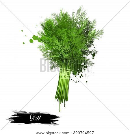 Twig Of Dill Isolated On White Background. Annual Herb In The Celery Family Apiaceae. Anethum Graveo