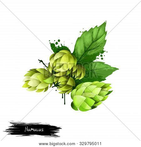 Humulus Hop Isolated On White. Female Flowers Seed Cones, Strobili Of Hop Species. Main Flavor Ingre