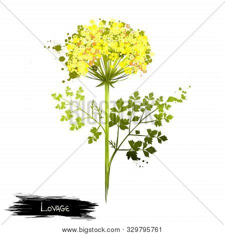 Lovage Is Erect, Herbaceous, Tall Perennial Plant Levisticum Officinale. Medical Plant. The Stems An