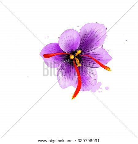 Flower Crocus And Dried Saffron Spice Isolated On White Background. Saffron Crocus. Labels For Essen