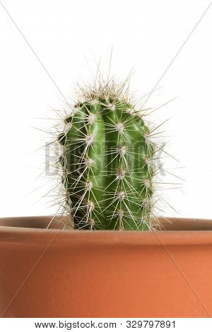 Small Houseplant Cactus In A Pot On White Background