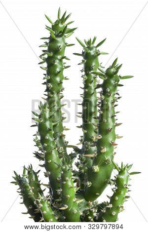 Succulent Houseplant Cactus Closeup On White Background