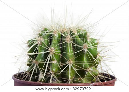 Pot Houseplant Echinocactus Grusonii Closeup On White Background