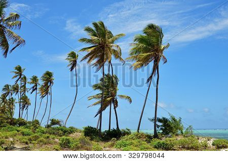 Three Palm Trees On The Ocean Shore, Paje, Zanzibar, Tanzania. Zanzibar Scenery