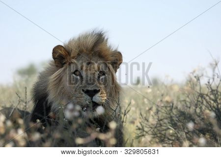 Lion Male (panthera Leo)  In Kalahari Desert. Dry Grass In Background. Lion Male Portrait Up To Clos