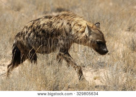 Lonely Spotted Hyena (crocuta Crocuta) (laughing Hyena) Giving A Look And Going Across Parched Grass