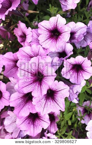Mix Petunia Flowers In The Garden For Background Uses