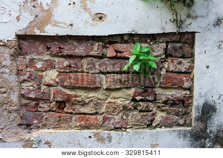 Green Leaf On The Old Wall With Moss Plant