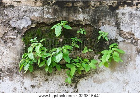 Green Leaf On Wall With Moss Plant