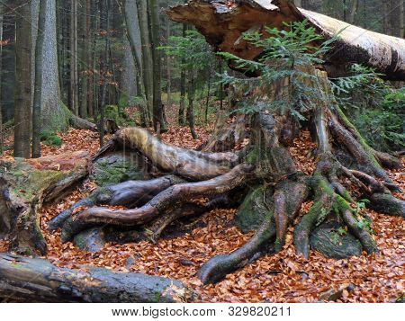 Tote Wurzeln Von Umgestürzten Baum Im Herbstlaub