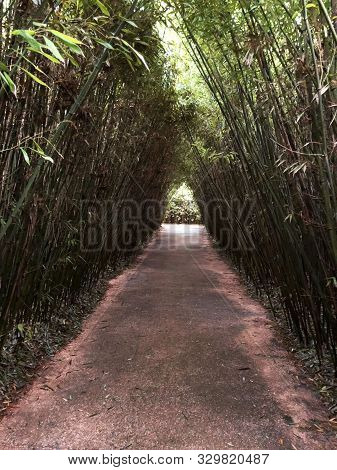 Labirinto Della Masone. The Biggest Bamboo Labyrinth In The World. Parma, Italy