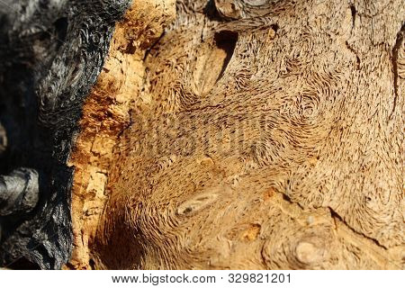 Close Up View Of A Pine Trunk With Traces Of Damage By Bark Beetles In The Pinery.