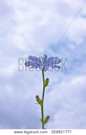 Chicory On Clouds Sky Background. One Flower Side. Medicinal Plant