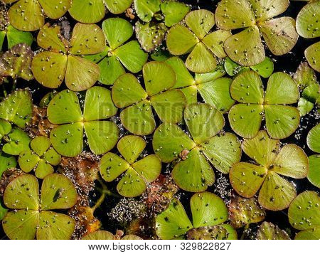 Midges Sitting On The Duckweed (lemnoideae) In A Pond In The Sunny Day. Natural Background