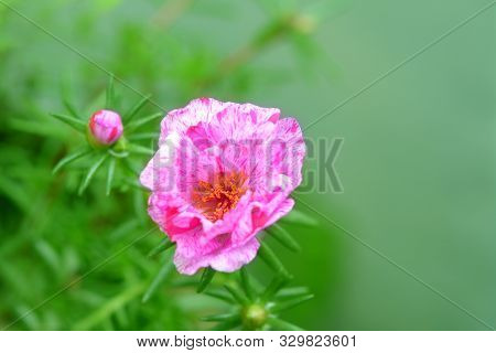 Portulaca Grandiflora Flower In The Summber Garden