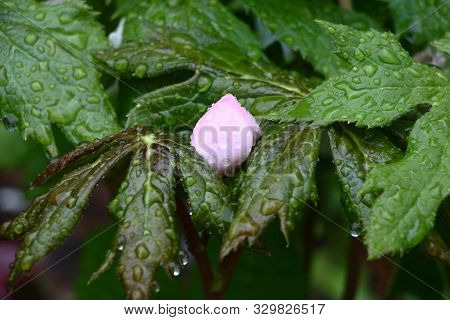 In A Garden Has Blossomed Podophyllum.among Large Green Leaves There Were Pink Bud.
