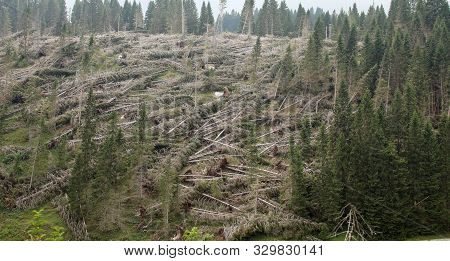 Natural Disaster After The Storm With Many Fallen Trees