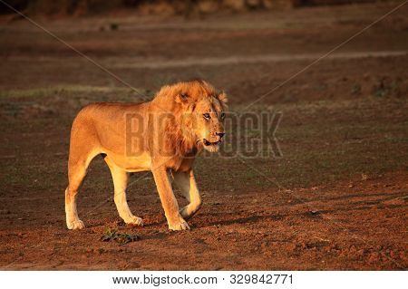 A Huge Lion Male (panthera Leo) Walking In In Dry Grassland And Looking For The Rest Of His Pride In