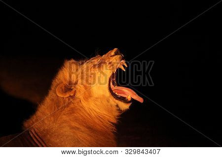 A Huge Lion Male (panthera Leo) Lying In Dark Night Up To Close. Lion King In Zambia, South Luangwa.