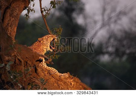The African Leopard (panthera Pardus Pardus) Male Have A Rest Close To The Tree In Sunset. South Lua