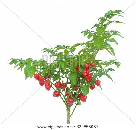 A Tree Bhut Jolokia: Hottest Pepper From Chile Isolated On White Background