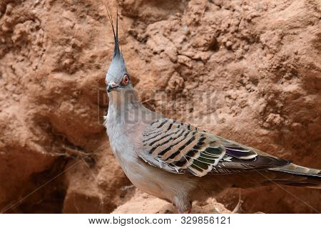 Crested Pigeon (ocyphaps Lophotes)