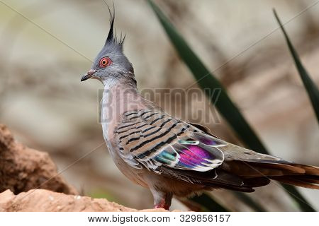 Crested Pigeon (ocyphaps Lophotes)