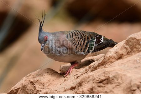 Portrait Of A Crested Pigeon (ocyphaps Lophotes) Perching On A Rock
