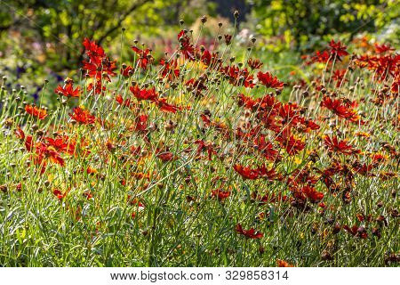 Group Of Red Plains Coreopsis Or Garden Tickseed, Or Golden Tickseed, Or Calliopsis, Coreopsis Tinct