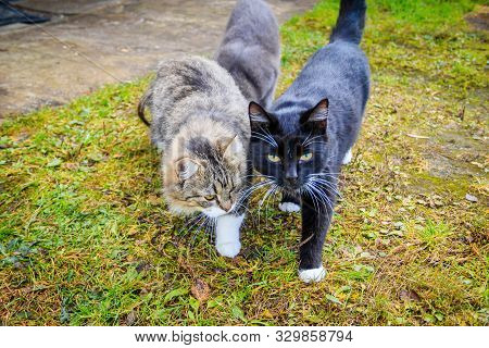 Cat Walks On The Grass . Nursling. Green Grass.