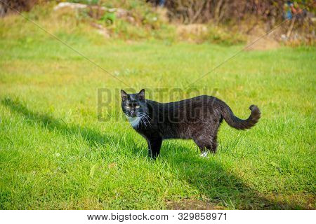 Cat Walks On The Grass . Nursling. Green Grass.