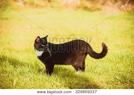 Cat Walks On The Grass . Nursling. Green Grass.