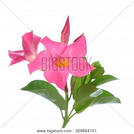 Magenta Dipladenia Flowers And Buds Isolated On White