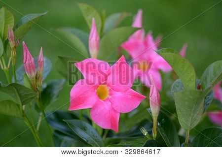 Magnenta Dipladenia Flowers And Buds In Garden