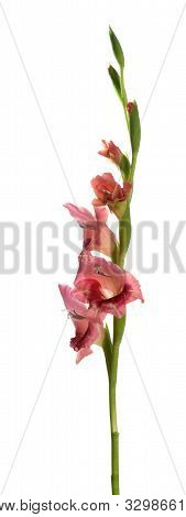 Beautiful Gladiolus Flower Isolated On White Background